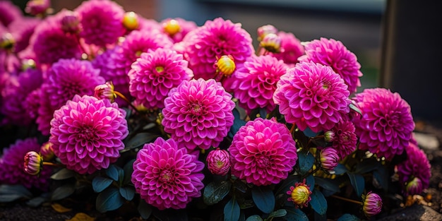 A vibrant cluster of pink dahlias in full bloom