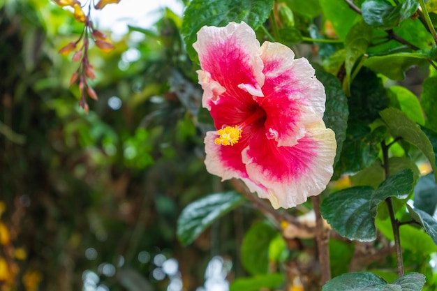 Un fiore di ibisco vibrante e ricco di colori da vicino.