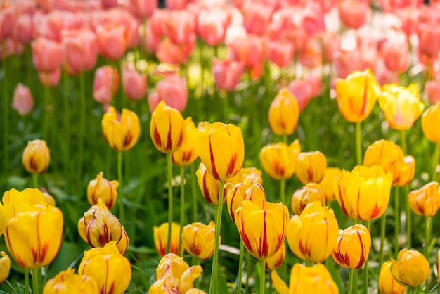 Vibrant color tulips in Holland the netherlands