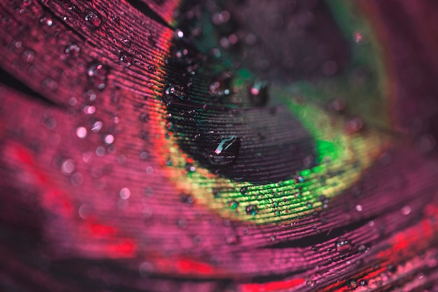 Vibrant colorful macro close up of peacock feather with water drops