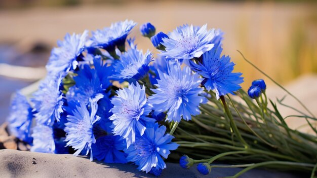 vibrant cornflower bouquet a single flower in focus nature