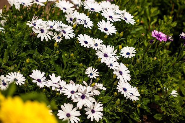 満開の美しい白い花びらで巨大なデイジー植物のフランスギクの鮮やかなディスプレイ