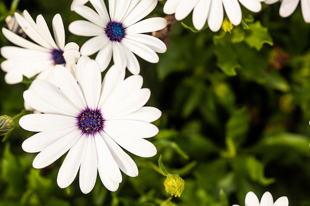 Vibrant display of giant daisy plants oxeye daisies in full bloom beautiful white petals with