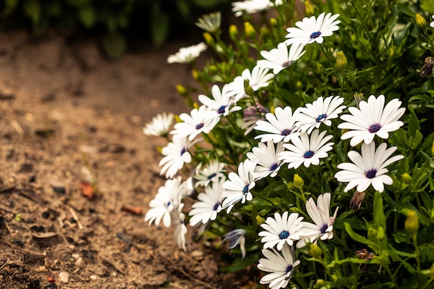 자이언트 데이지 식물의 생생한 전시 Oxeye 데이지가 만개한 아름다운 흰색 꽃잎과 함께