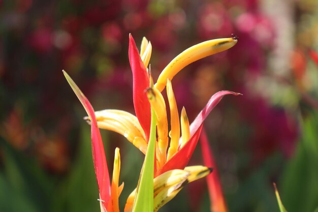 Photo vibrant elegance heliconia psittacorum in the garden