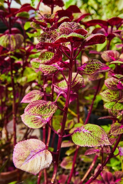 Photo vibrant exotic foliage closeup in conservatory garden