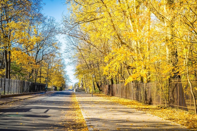 Vibrant fall foliage