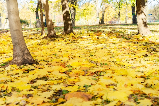 鮮やかな紅葉