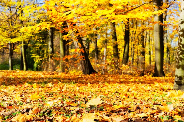 Vibrant fall foliage