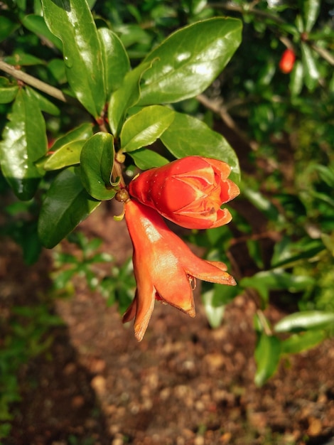 写真 木の枝に咲く鮮やかな花