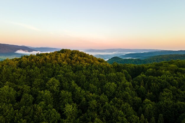 Vibrant foggy evening over dark forest trees at bright summer sunset. Amazingl scenery of wild woodland at dusk.