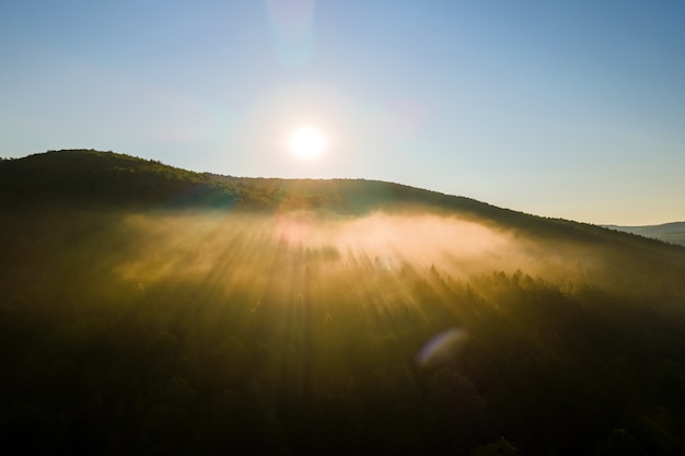 Photo vibrant foggy morning over dark forest trees at bright summer sunrise. amazingl scenery of wild woodland at dawn.