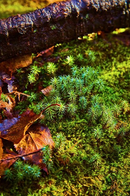 Photo vibrant forest floor with moss and clubmoss michigan