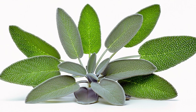 Vibrant Freshness Green Sage Leaves on Isolated White Background Capturing Nature's Essence