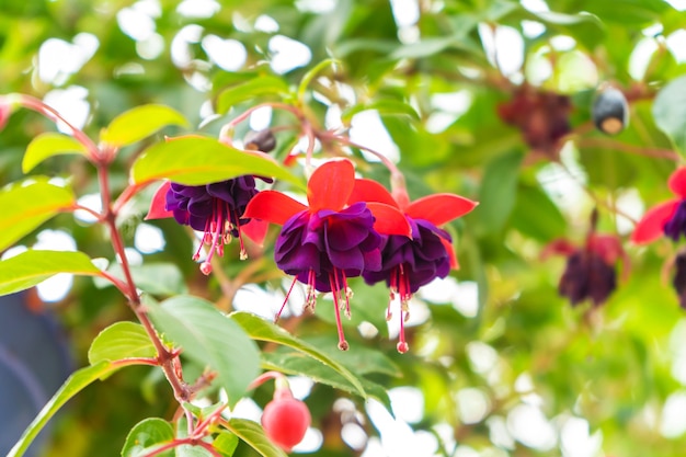 Vibrant fuchsia hybrida plant in flower park