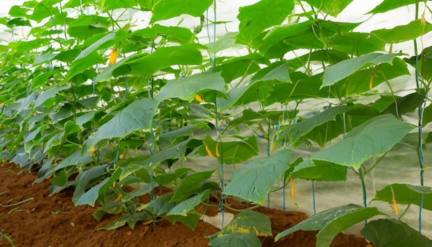 The vibrant green cucumber plants are thriving under the warmth and protection of the greenhouse