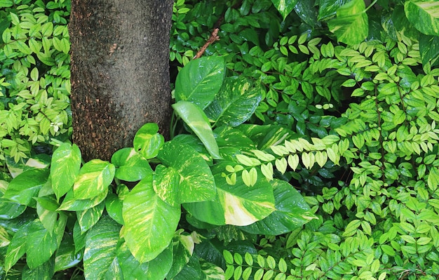 Vibrant Green Devil's Ivy Plants in the Garden after the Rain