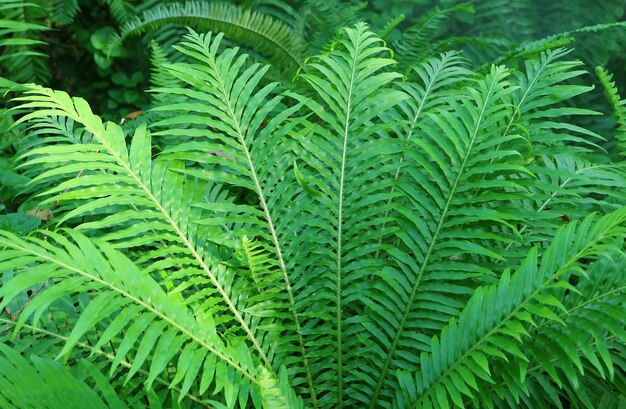 Vibrant green fern leaves in a tropical garden