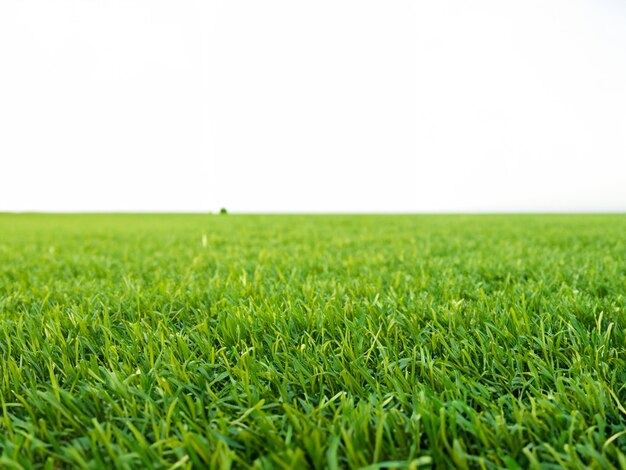 Vibrant Green Grass on Clean White Background