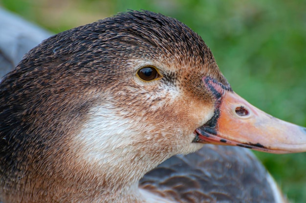 Vibrant green head, duck amidst gentle river ripples. Nature's tapestry, where avian elegance meets serene waterways