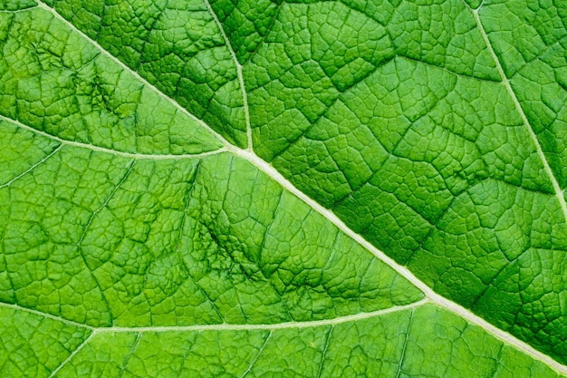 Яркий зеленый лист макроса крупным планом