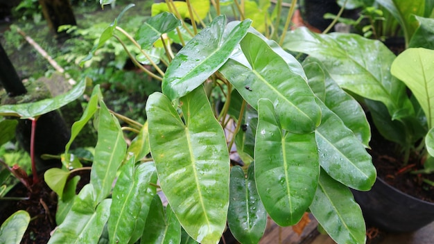 Vibrant green leaves of Philodendron burlemarxii on the pot at the nature garden