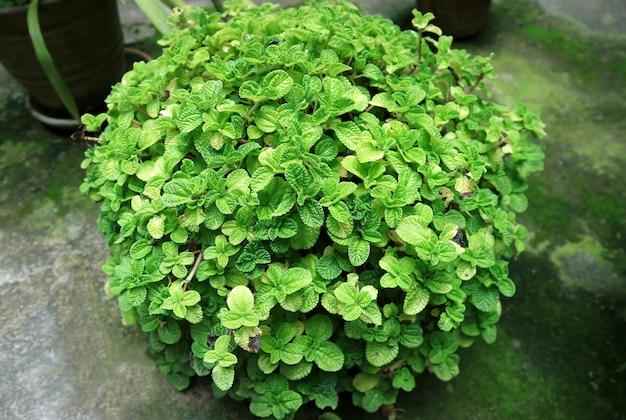 Vibrant Green Mint Shrub in the Backyard