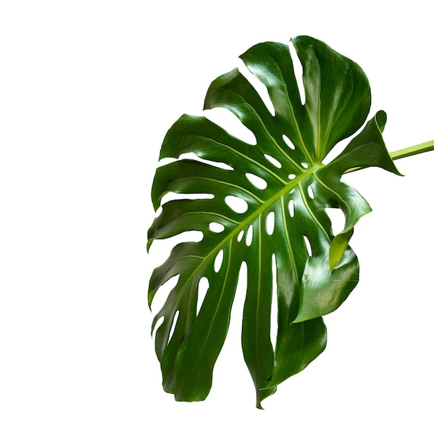 Vibrant Green Mostera Plant Leaves Against A White Background