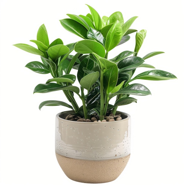 A vibrant green potted plant in a twotone ceramic pot isolated on a white background