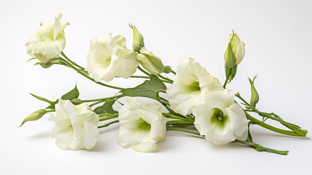 Vibrant Lisianthus Blossom on white background