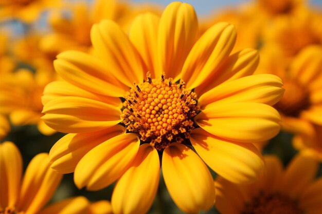 Vibrant mexican sunflower weed closeup beautiful orange bloom