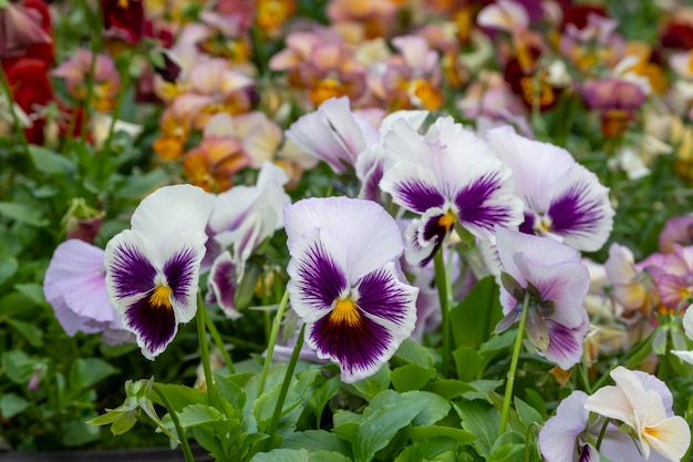 Vibrant Nasturtium flowers delicious edible flowers leaves too in a vegetable plot