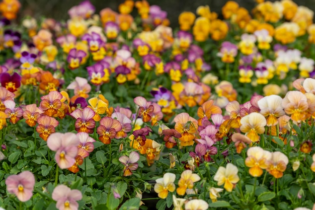 Vibrant Nasturtium flowers delicious edible flowers leaves too in a vegetable plot