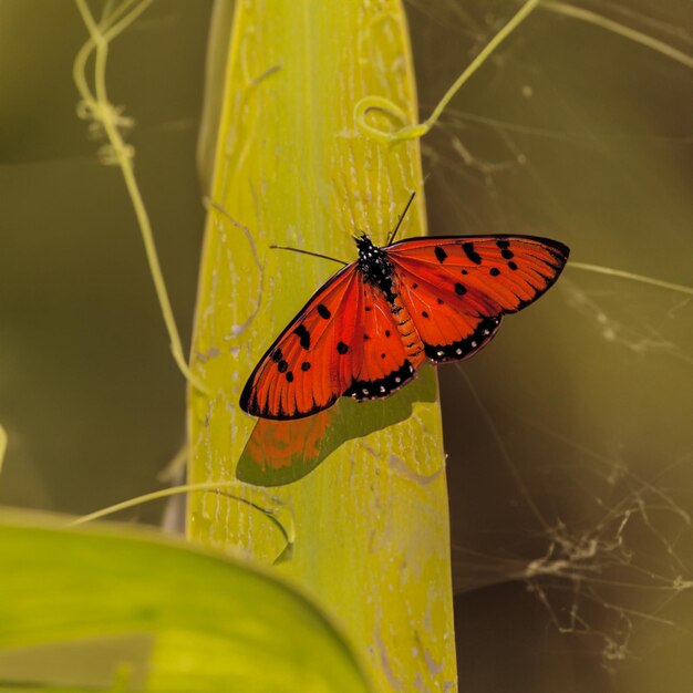 Vibrant orange butterfly with large wings poised in a moment of beauty