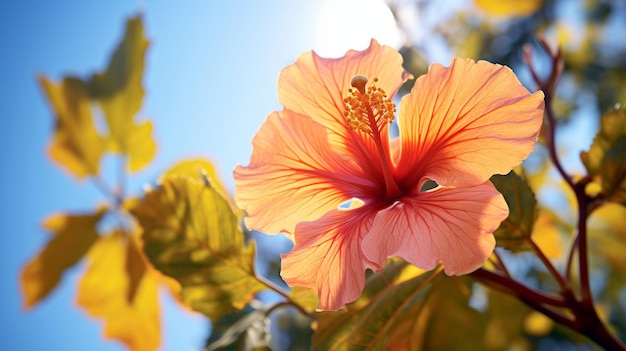 Vibrant Orange Hibiscus Flower In Sunlight A Stunning Natureinspired Photo