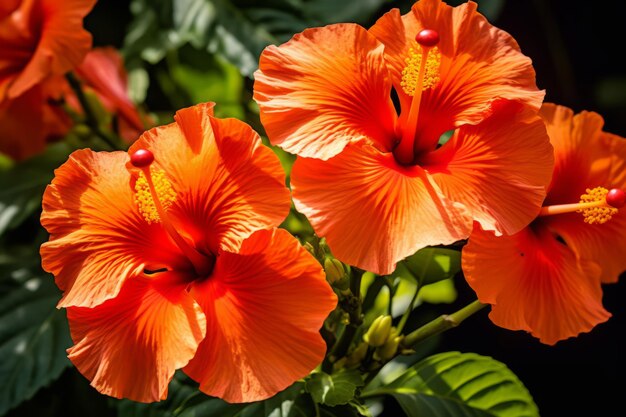 Vibrant orange hibiscus flowers