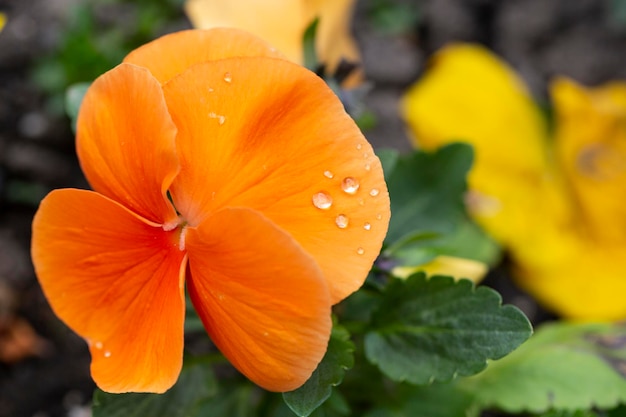 Ярко оранжевые весенние цветы виолончель-корнута близко к цветному ложу с рогатыми фиолетовыми пансиями с высоким углом зрения цветочный фон весны