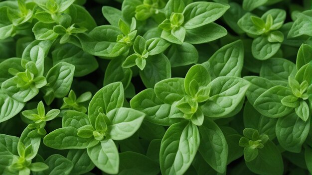 Foto vibrant oregano ingredient in food photography