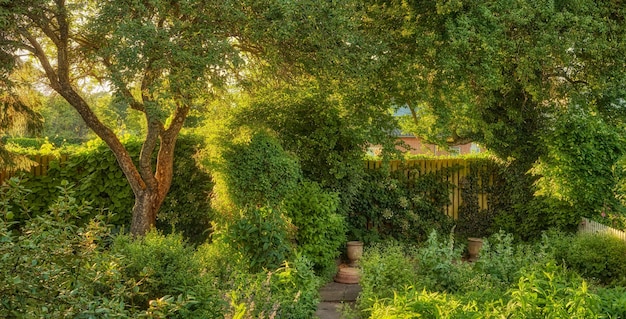 Vibrant overgrown garden with various plants and copy space Lush green backyard with flowering green bushes and tall trees Different herbs and wild flora growing in a domestic yard or in nature