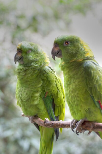 写真 エキゾチックな鳥のカラフルな美しさを捉える 活気のあるオオカミの写真