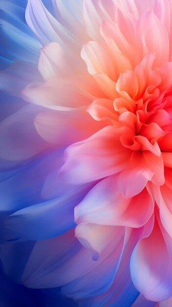 A vibrant pink and blue flower in closeup