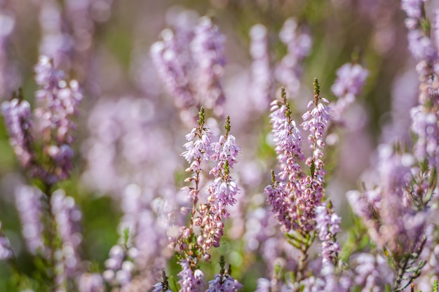 Vibrant pink common heather blossoming outdoors