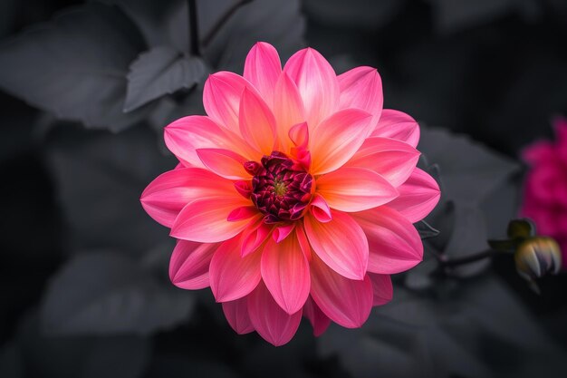 Vibrant Pink Dahlia Flower Against Dark Foliage