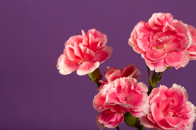 Vibrant pink dahlia in the garden on dark blue background with copy space