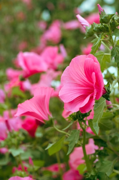 Vibrant pink flowers in a garden