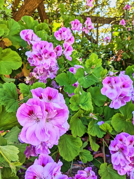 Vibrant Pink Geranium Bloom in Garden with Sunlit Background