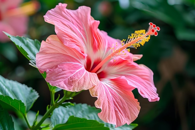 Foto fiore d'ibisco rosa vibrante in piena fioritura con delicati petali e stami prominenti messi contro un