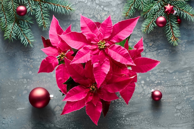 Vibrant pink poinsettia, Christmas celebration, flat lay on dark liquid acrylic paint background decorated with fir twigs.