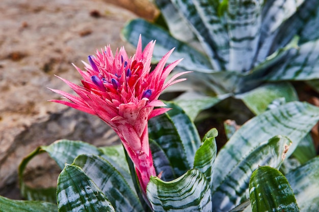 Vibrant pink and purple flower on plant