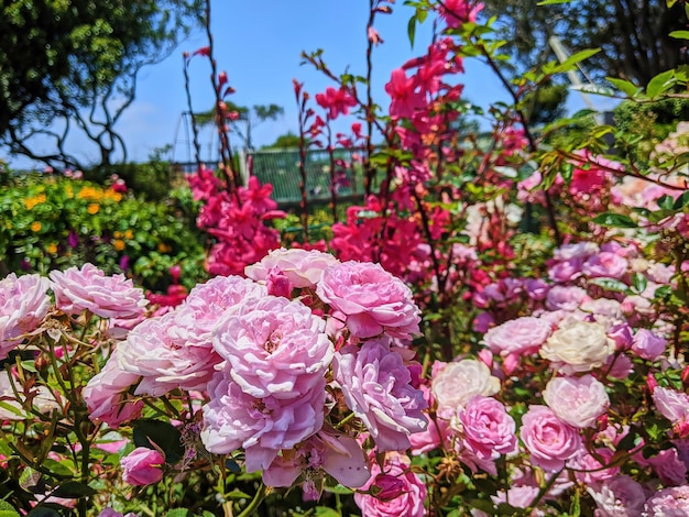 Foto vibranti rose rosa in piena fioritura nel giardino della comunità